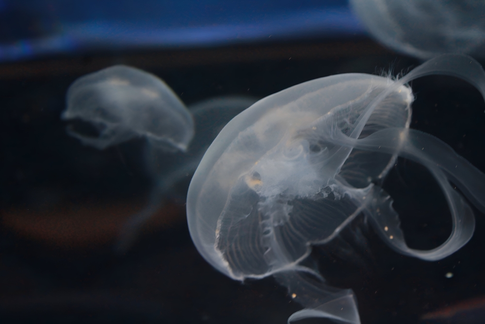 jellyfish at Tennessee Aquarium
